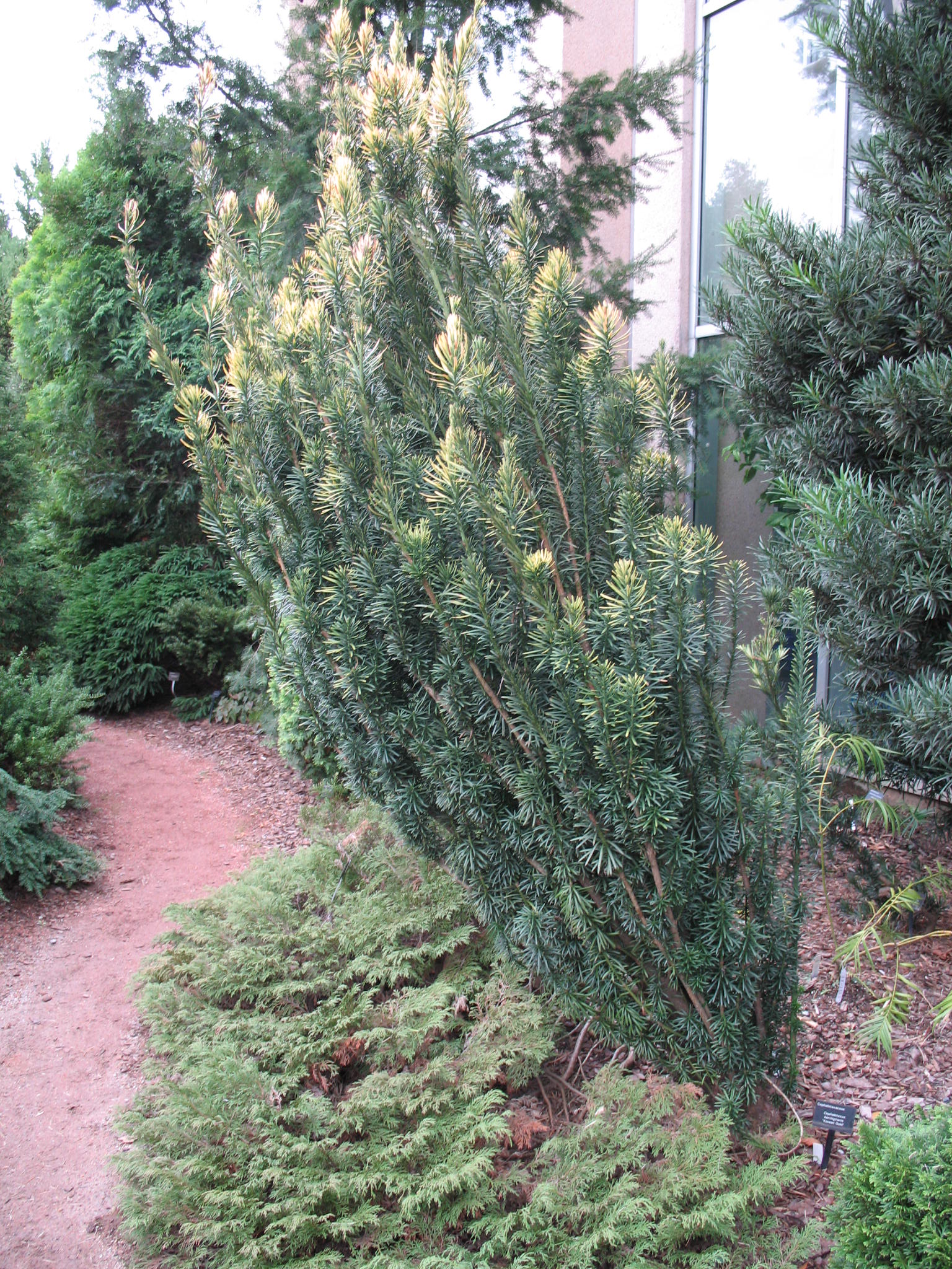 Online Plant Guide - Cephalotaxus harringtonia ‘Korean Gold’ / Korean